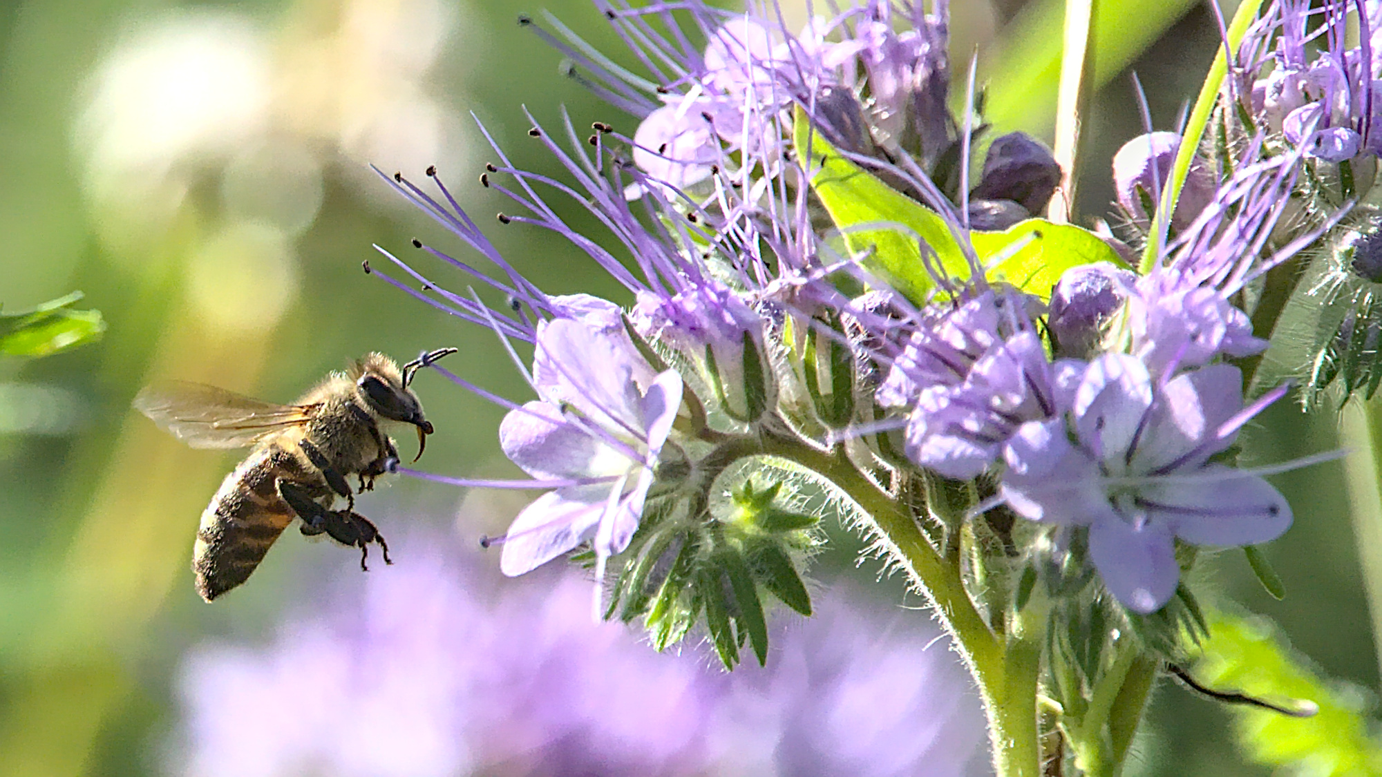 "Mal sehen, ob ich bei Ihr landen kann..."